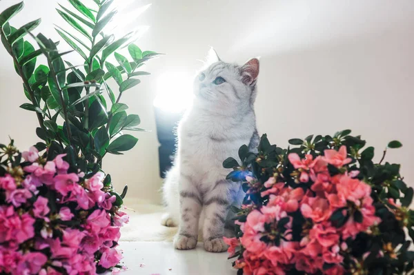 Funny Kitten Playing Flowers Beautiful Pussy Scottish Breed — ストック写真