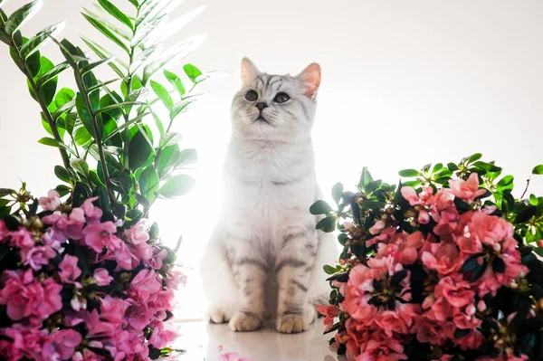 Funny Kitten Playing Flowers Beautiful Pussy Scottish Breed — 스톡 사진