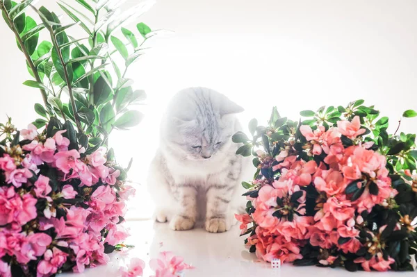 Lustige Kätzchen Spielen Mit Blumen Schöne Muschi Der Schottischen Rasse — Stockfoto