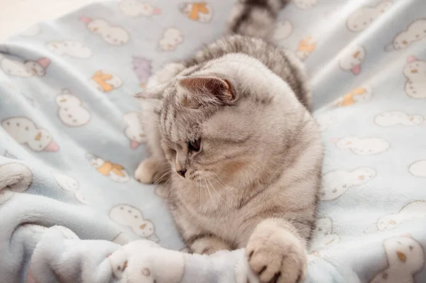 Divertido Gris Escocés Gato Jugando — Foto de Stock