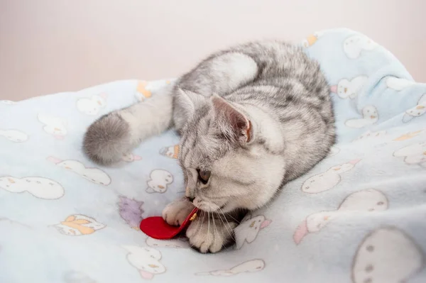 Engraçado Cinza Escocês Gato Jogar — Fotografia de Stock