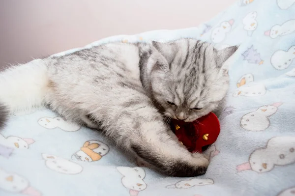 Śmieszne Szary Szkocki Kot Gra — Zdjęcie stockowe