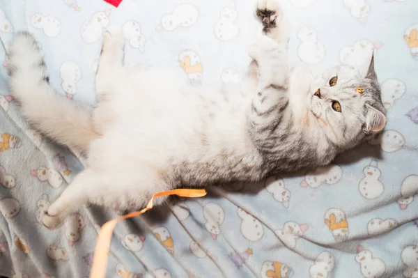Смішний Сірий Шотландський Кіт — стокове фото