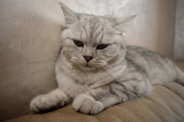 Manos Hombre Acariciando Gato Gris Sofá Hombre Está Jugando Con — Foto de Stock