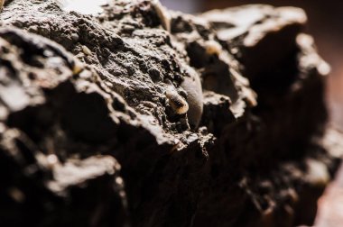 farklı mermer beton taş dokusu