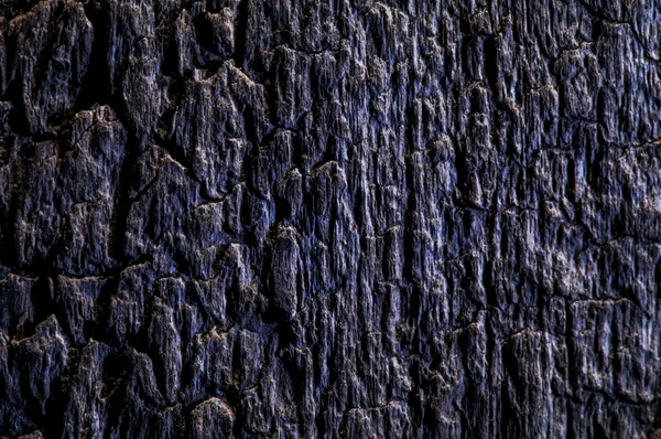 Diverse Texture Legno Quercia Pino Frassino — Foto Stock