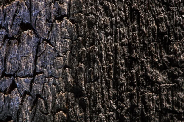 Diverse Texture Legno Quercia Pino Frassino — Foto Stock