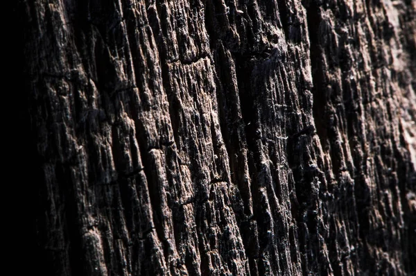 Diverse Texture Legno Quercia Pino Frassino — Foto Stock