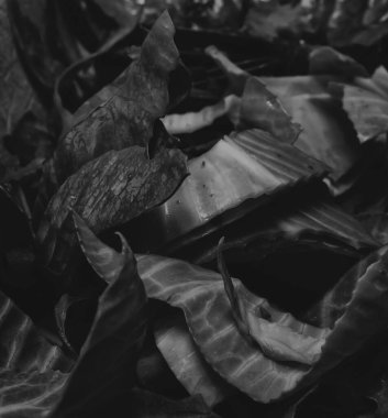  siyah ve beyaz lahana yaprakları