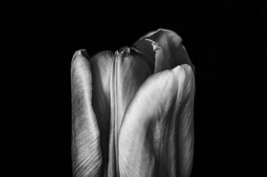 Siyah beyaz lale çiçeği. siyah arkaplan