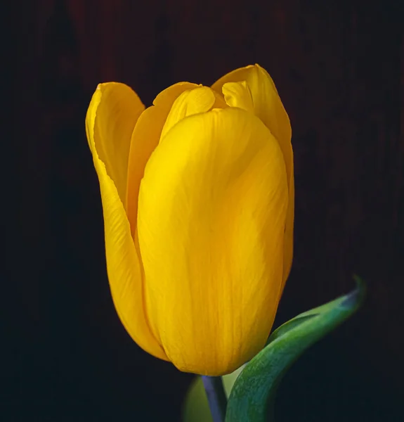 Flor Tulipán Amarillo Fondo Oscuro — Foto de Stock