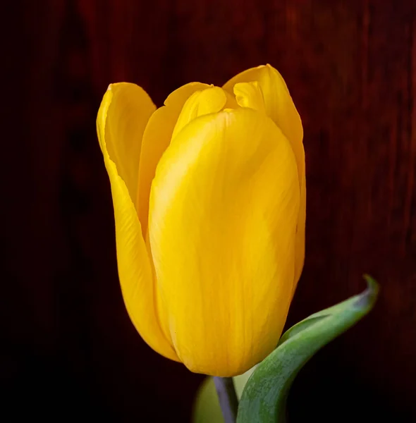 Flor Tulipa Amarela Fundo Escuro — Fotografia de Stock