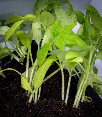 Domates fideleri. küçük domates bitkileri.