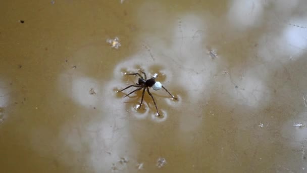 Argyroneta Aquatica Araña Agua — Vídeo de stock