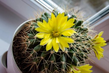 Sarı çiçekli ev yapımı kaktüsler. Saksı. mammillaria longimamma 