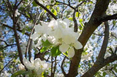 Çiçek açan elma ağacı. Beyaz elma çiçekleri