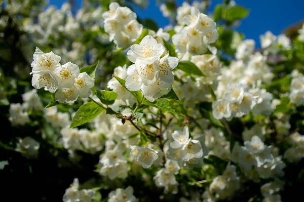 Bloeiende Struik Philadelphus Witte Bloemen — Stockfoto