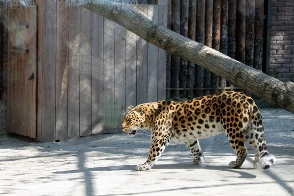 Um gato deitado em cima de um leopardo. leopardo no zoológico — Fotografia de Stock