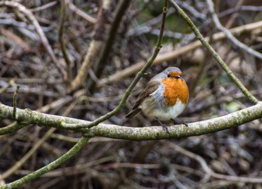 Kırmızı Robin ağaç dalında Noel neşesinde şarkı söylüyor 