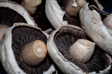 Büyük portobello mantarları koyu sırt, beyaz dantel kumaş. 