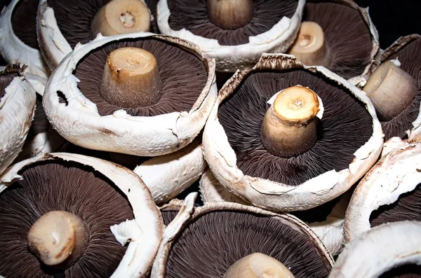 Büyük portobello mantarları koyu sırt, beyaz dantel kumaş. 