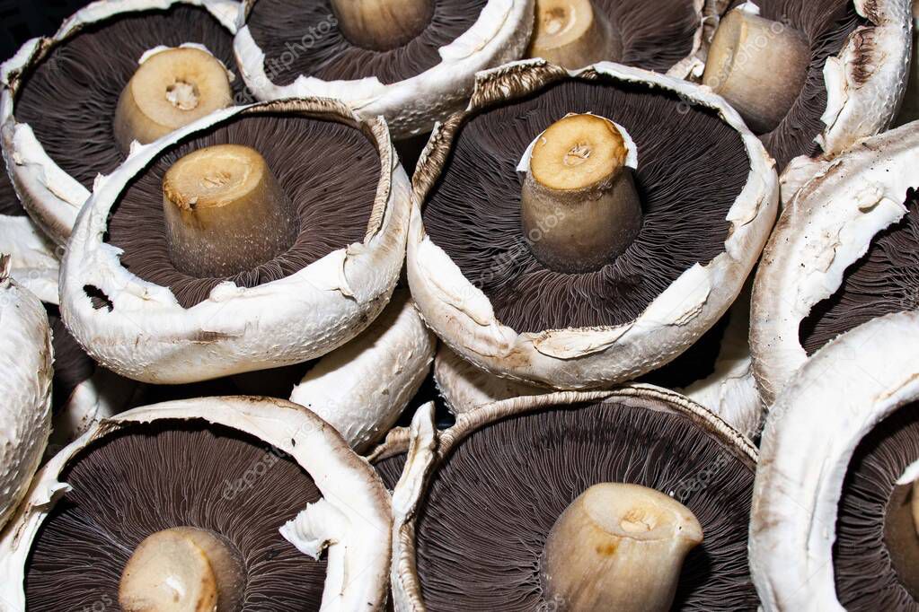Large Portobello Mushrooms Dark Back Ground White Lace Cloth 443841666 Larastock