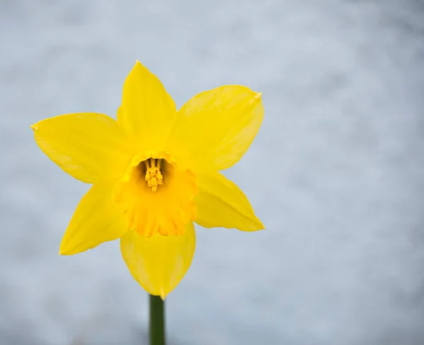 Yellow  Daffodil  isolated St Davids  day
