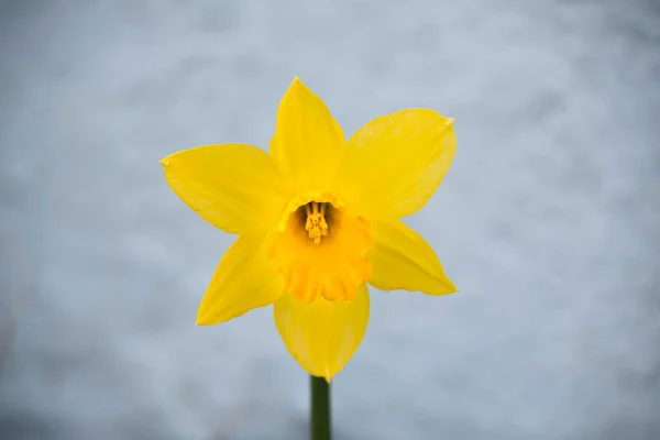Yellow  Daffodil  isolated St Davids  day