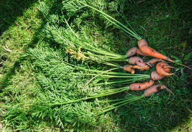 Bozuk sebze yetiştirme. Kendi sebze bahçeleriniz var.  