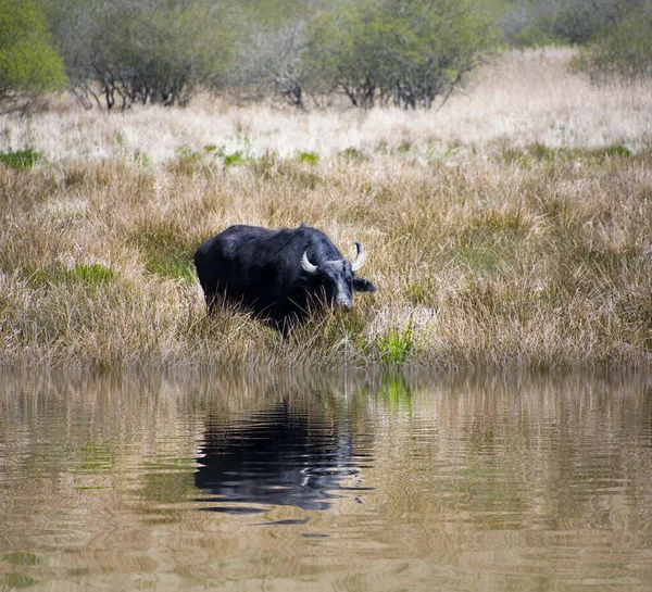 water buffalo  along  side  watering  hole