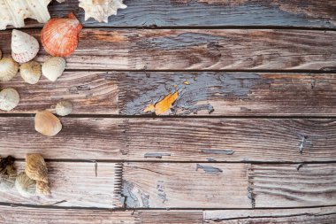 Kırsal ahşap arka planda deniz kabukları 
