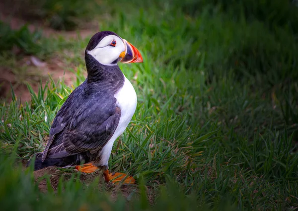 Fuffins Breeding Skomer Island Wales Puffins — 图库照片