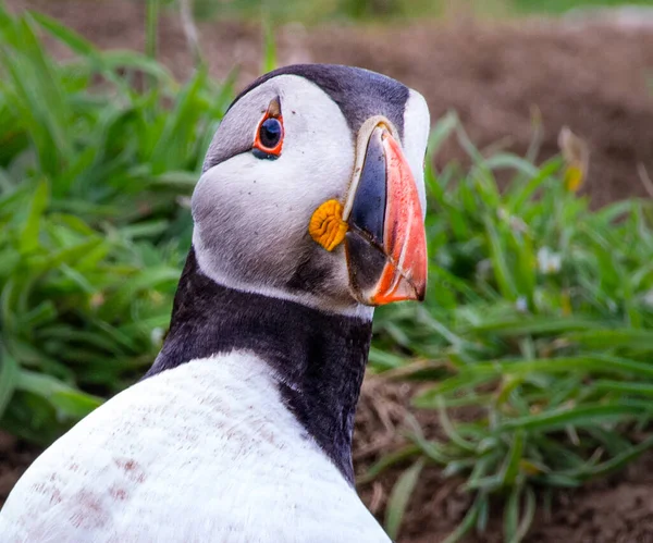 Primo Piano Atlantic Puffin Pembrokeshire — Foto Stock