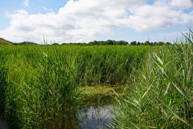 Yazın mavi gökyüzü, fundalıkta büyük tüylü beyaz bulutlar bir balıkçı Pembrokeshire 