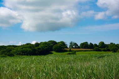 Yazın mavi gökyüzü, fundalıkta büyük tüylü beyaz bulutlar bir balıkçı Pembrokeshire 