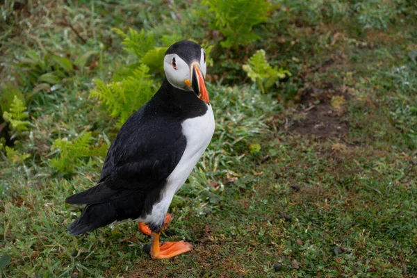 Puffin Skomer Island Pembrokeshire Wales — ストック写真