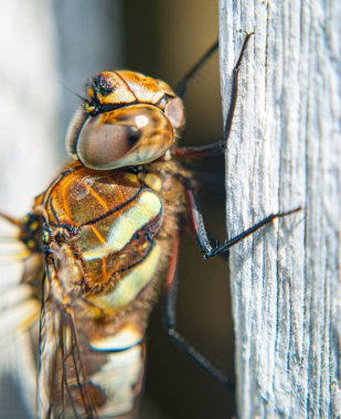 Ejderha sineği böceğine yaklaş. 