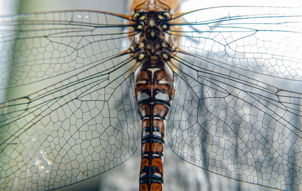 Sluiten Van Draak Vlieg Insect — Stockfoto