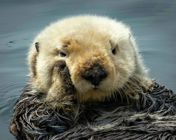 Sea otter cute face Morro Bay California