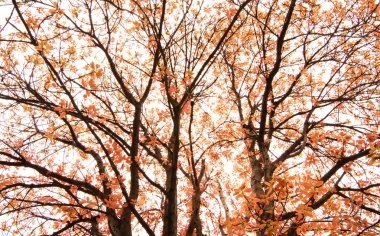 Sarı ve turuncu yaprak ile sonbahar şube