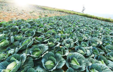 Dünya harita kağıt gri arka plan üzerinde 