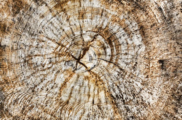 자연 건조 나무 목재 조각 — 스톡 사진