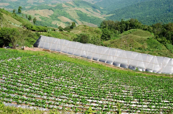 Strawberries farm in chiangmai — Stock Photo, Image