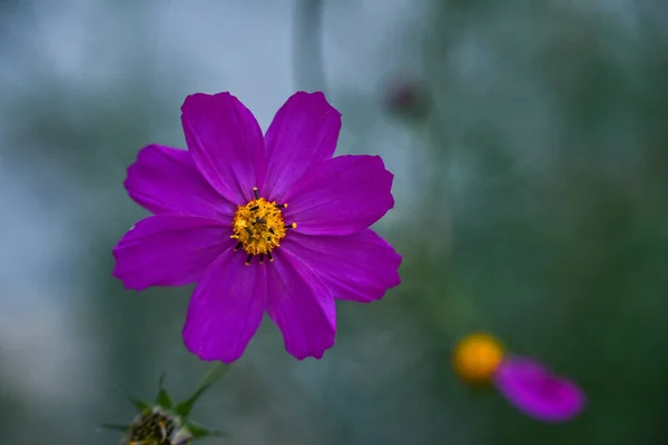 Ogród kosmos bipinnatus Piękny fioletowy Cosmos kwiat w ogrodzie. Fioletowe kwiaty. Kosmos bipinnatus, powszechnie nazywany kosmosem ogrodowym lub meksykańskim aster. — Zdjęcie stockowe