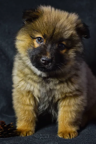 Köpek pofuduk, tüylü, tüylü, küçük, güzel, yemek kartpostalı köpek şovu tüylü, öpücüklü köpek maması, gri bir arka planda. Yüksek kalite fotoğraf