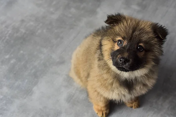 Gri arka planda küçük güzel köpek yavrusu, tüylü köpek yavrusu, tüylü kartpostal şovu tüylü köpek köpek maması, gri bir arka planda. Yüksek kalite fotoğraf. Yüksek kalite fotoğraf