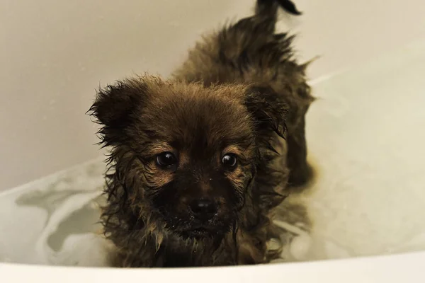 little beautiful puppy chow-chow dog fluffy bathing in the bathroom, shaggy postcard dog show shaggy dog animal chow-chow on a grey background. High quality photo. High quality photo