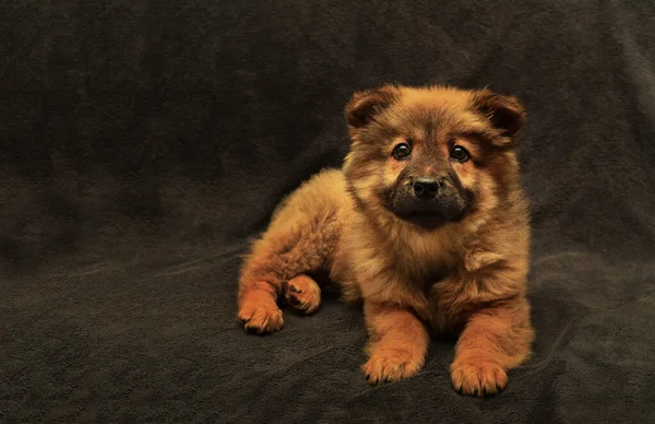 Kahverengi arka planda sevimli kırmızı chow-chow köpek yavrusu, kırmızı ceket, mor dil, yalanlar ve görünüş, harika aile dostu, siyah gözler