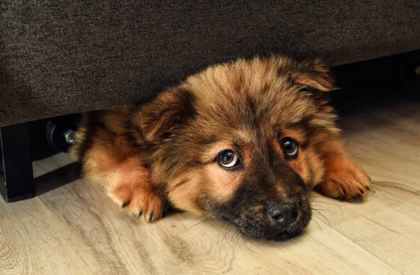 Normal bir köpek yavrusu duvanın altına saklanmış ve ağzını uzatmış. Kırmızı bir köpek yavrusu. Mor bir dili ve siyah kulakları var.