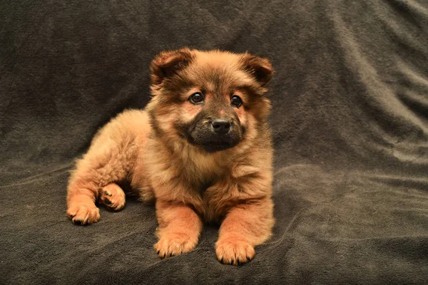 Retrato lindo cachorro chow-chow rojo sobre un fondo marrón claro, capa roja, lengua púrpura, mentiras y miradas, maravilloso amigo de la familia, ojos negros —  Fotos de Stock